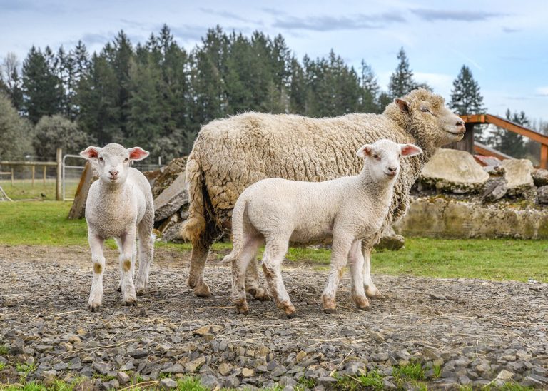 pearl, judy, and jewel. photo by beth redwood