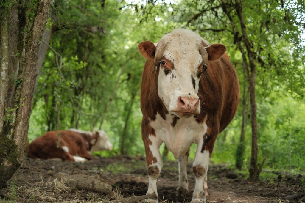 Norman in moo forest